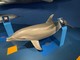 Museo di storia naturale sempre più inclusivo: la Sala Cetacei ha un nuovo percorso multisensoriale