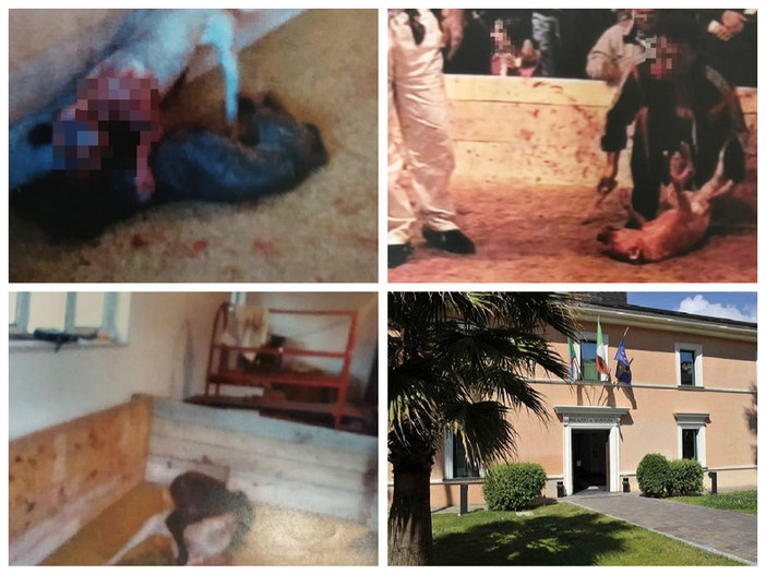 Combattimenti clandestini tra cani nell'Imperiese, il gup ammette la costituzione di parte civile di 5 Onlus animaliste Combattimenti clandestini tra cani nell'Imperiese, il gup ammette la costituzione di parte civile di 5 Onlus animaliste