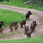 Allarme Peste Suina in Liguria: Coldiretti Chiede il Contenimento dei Cinghiali