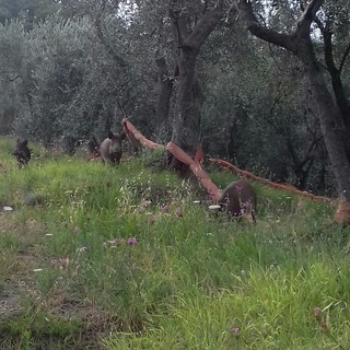 Danni da fauna selvatica: dalla Regione in arrivo 1 milione di contributi Danni da fauna selvatica: dalla Regione in arrivo 1 milione di contributi