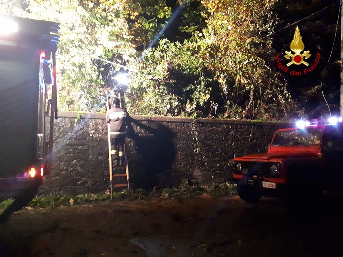 Caduta di un albero sulla carreggiata: intervento dei Vigili del Fuoco sulla SS226 tra Busala e Savignone