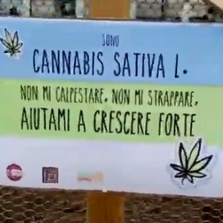 Piantina di cannabis legale ai Luzzati, la Lega: &quot;Venga rimossa&quot;