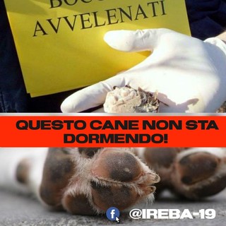 Cani avvelenati, l'impegno di Ireba-19 anche in Liguria