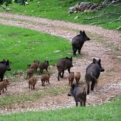 Allarme peste suina in Liguria: Coldiretti chiede il contenimento dei cinghiali Allarme peste suina in Liguria: Coldiretti chiede il contenimento dei cinghiali