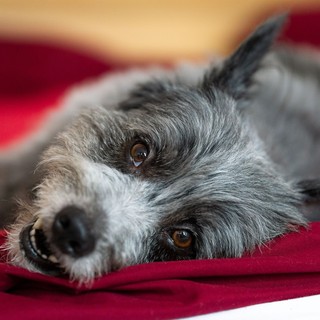 Anche i cani soffrono il rientro dalle vacanze: sei consigli per affrontare settembre senza stress Anche i cani soffrono il rientro dalle vacanze: sei consigli per affrontare settembre senza stress