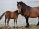 Cavalli della Val d'Aveto, Piana: &quot;Studio multidisciplinare per il benessere degli animali&quot;