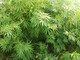 Gianni Pastorino (Linea Condivisa): “Assordante silenzio della Regione in merito alla cannabis terapeutica”