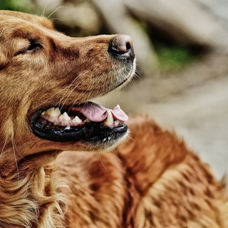 Animali e botti, la veterinaria: “La scelta migliore è tenere il proprio cane a casa”
