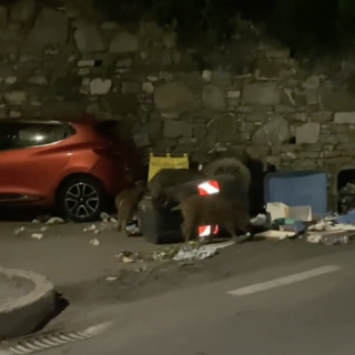 Ancora cinghiali in città, il banchetto a Quarto alto (Video)