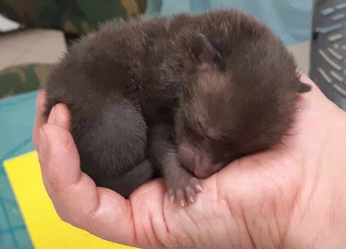 Una cucciola di volpe trovata sul ciglio della strada dai volontari dell'Enpa di Genova: "Faremo il meglio per crescerla forte e sana"