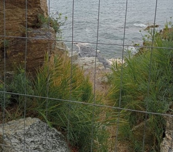 Capodoglio morto spiaggiato a Varazze, tavolo tecnico per la rimozione. La Regione: "Non avvicinatevi all'animale"