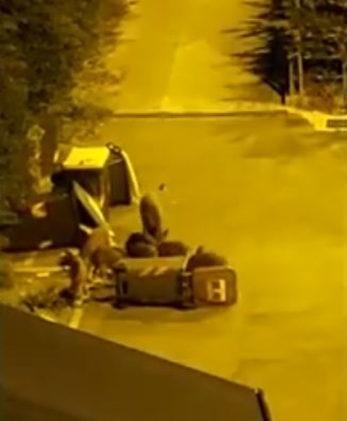 Quarto, cinghiali rovesciano un cassonetto alla ricerca di cibo, sul monte Fasce un ottantenne è stato morso, è allarme (Video)