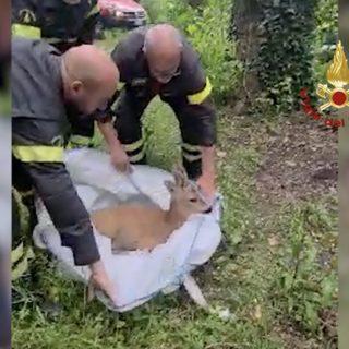 Voltri, capriolo cade in mare e resta incastrato tra gli scogli: salvato dai Vigili del Fuoco (Video)