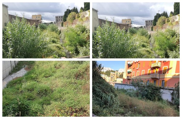 Rio San Pietro e Rio Branega, come due giungle. Le mancate manutenzioni a Pra'