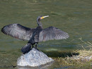 Liguria, emergenza cormorani: allarme per l’ittiofauna locale Liguria, emergenza cormorani: allarme per l’ittiofauna locale