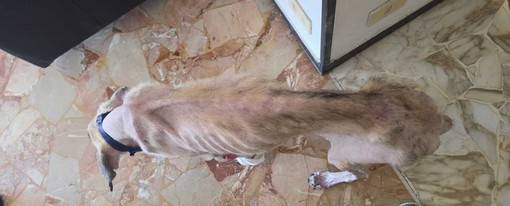 Marassi, cane muore per maltrattamenti: il proprietario denunciato per la detenzione crudele