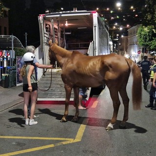 Cavalli a bordo del tir rimasto incastrato, i responsabili: "Stanno bene, grazie per l'impegno e la collaborazione"