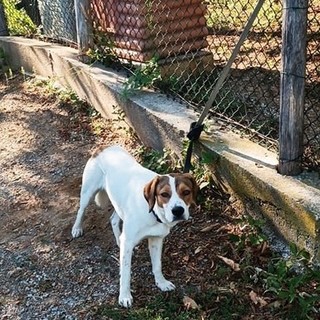 Abbandona il cane legandolo al cancello del canile Monte Contessa, parte la caccia alla responsabile