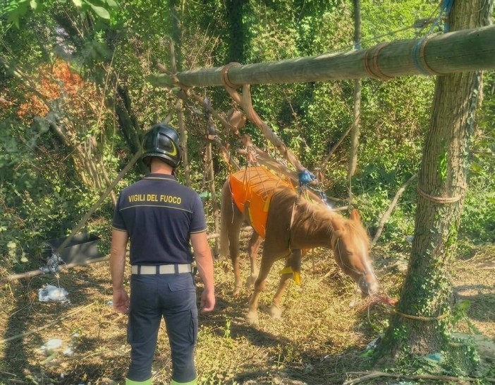Mignanego, cavallo cade in un fosso: salvato dai vigili del fuoco con un paranco Mignanego, cavallo cade in un fosso: salvato dai vigili del fuoco con un paranco