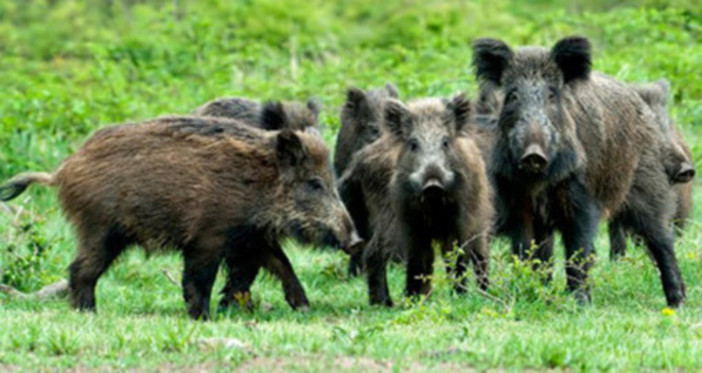 Fauna selvatica, diventa operativo il Centro regionale previsto nel 2025: coordinerà catture e abbattimenti anche in città Fauna selvatica, diventa operativo il Centro regionale previsto nel 2025: coordinerà catture e abbattimenti anche in città