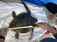 Ha problemi respiratori e non riesce a nuotare: tartaruga Caretta caretta salvata a Imperia Ha problemi respiratori e non riesce a nuotare: tartaruga Caretta caretta salvata a Imperia