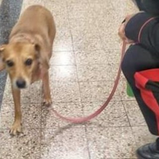Lavagna, i carabinieri trovano un cane che vagava sull'Aurelia, l'appello: "Chi lo riconosce ci contatti"
