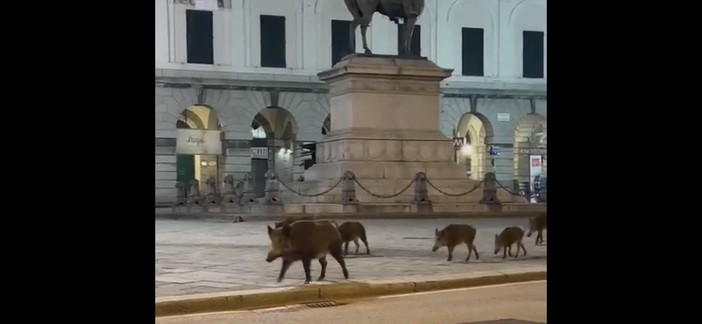 Cinghiali a spasso in piazza De Ferrari: un nuovo video virale nelle chat genovesi