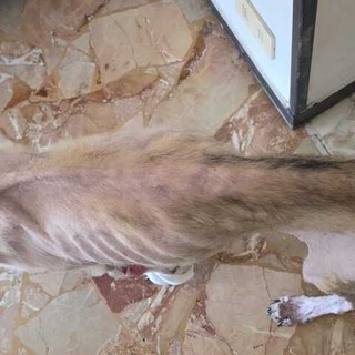 Marassi, cane muore per maltrattamenti: il proprietario denunciato per la detenzione crudele