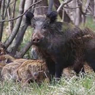 Cinghiali a spasso in ospedale a Genova, Coldiretti Liguria: “Anche loro hanno diritto alla mutua?”