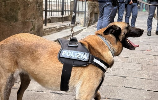 Centro storico, controlli antidroga nei caruggi: il cane Constantin scopre oltre 40 grammi di hashish nascosti