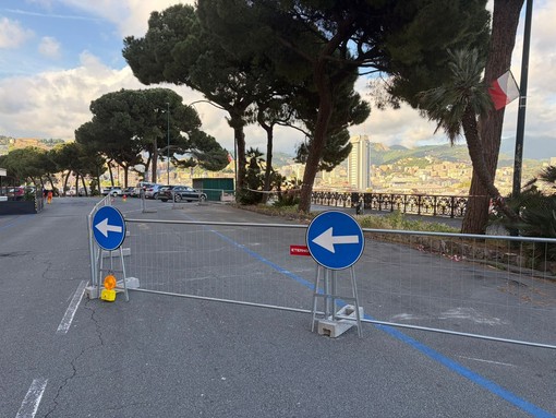 Corso Podestà, al via la manutenzione di 14 pini: interventi di potatura e messa in sicurezza Corso Podestà, al via la manutenzione di 14 pini: interventi di potatura e messa in sicurezza