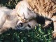 Animali in canile: bando del Comune per facilitare l'adozione di Fido