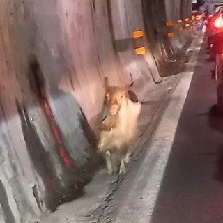 Una capra in autostrada: anche questo accade sulla Genova-Ventimiglia