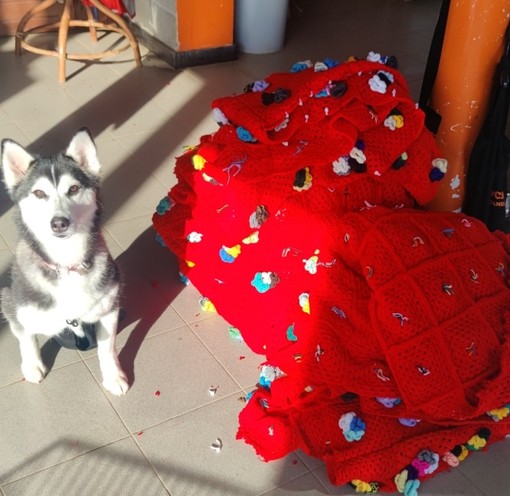 San Fruttuoso, il manto dell’albero di piazza Martinez diventa coperte per il canile