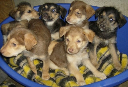 Una denuncia per l'abbandono di alcuni cuccioli nella spazzatura