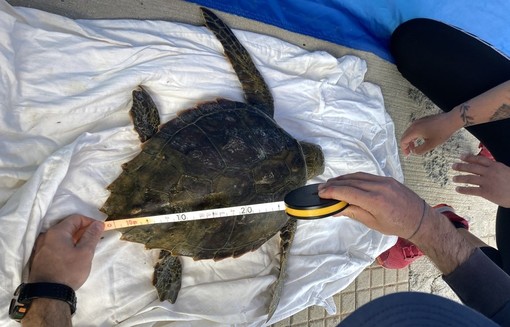 Ha problemi respiratori e non riesce a nuotare: tartaruga Caretta caretta salvata a Imperia Ha problemi respiratori e non riesce a nuotare: tartaruga Caretta caretta salvata a Imperia