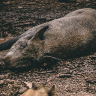 Contro la peste suina scende in campo l'Esercito a supporto del mondo venatorio Contro la peste suina scende in campo l'Esercito a supporto del mondo venatorio
