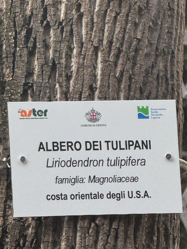 Gli alberi hanno una voce: nasce il cammino dei "Monumenti Verdi" per riscoprire l’anima della città