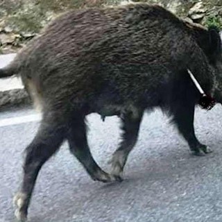 Foto: Facebook (Osservatorio savonese animalista)