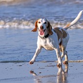 Cani in spiaggia la sera per contrastare il caldo: il Comune di Genova studia accessi serali e una nuova dog beach in Corso Italia Cani in spiaggia la sera per contrastare il caldo: il Comune di Genova studia accessi serali e una nuova dog beach in Corso Italia