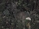 Un capriolo melanico nei boschi della Val Vobbia, la fotografia di Ugo de Cresi