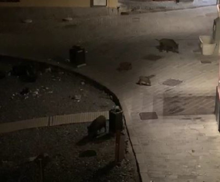 Boccadasse, una 'famiglia' di cinghiali sulla spiaggia di notte (VIDEO)