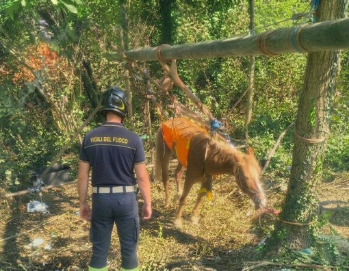 Mignanego, cavallo cade in un fosso: salvato dai vigili del fuoco con un paranco