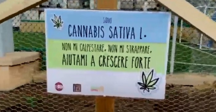 Piantina di cannabis legale ai Luzzati, la Lega: "Venga rimossa"