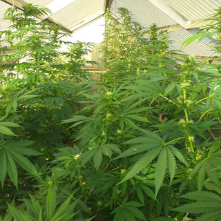 Scoperta cantina adibita a serra per cannabis a Struppa