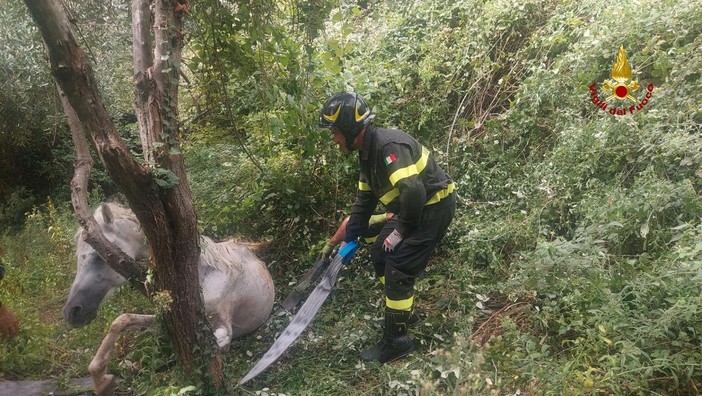 Cavallo cade in una scarpata, salvato dai Vigili del Fuoco Cavallo cade in una scarpata, salvato dai Vigili del Fuoco