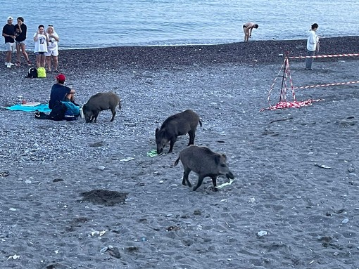 Sturla, in spiaggia compaiono i cinghiali a pochi passi dai bagnanti