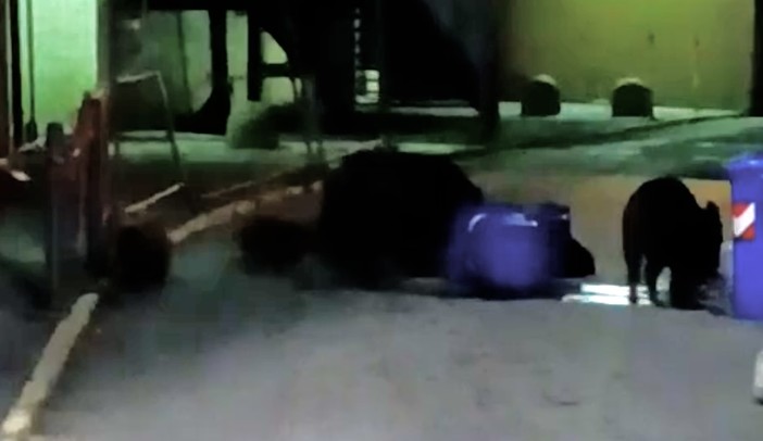 Cinghiali con cuccioli nei pressi dell’ospedale San Martino: branco avvistato all’alba tra i padiglioni Cinghiali con cuccioli nei pressi dell’ospedale San Martino: branco avvistato all’alba tra i padiglioni