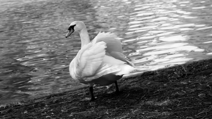 La nuova realtà italiana del cinema indipendente parla genovese