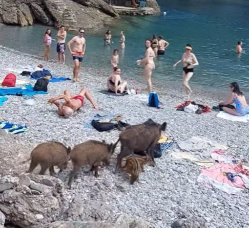 Una 'famiglia' di cinghiali in spiaggia a San Fruttuoso di Camogli (video)